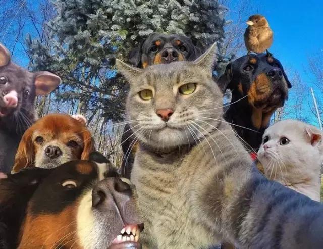 新西兰负鼠与蛇,新西兰负鼠是什么