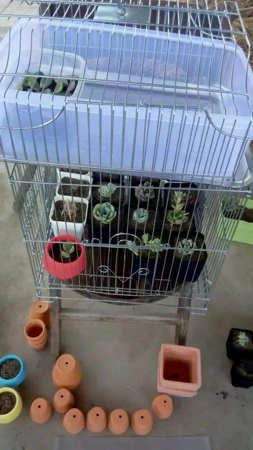 放假了多肉在学校怎么活,放假多肉