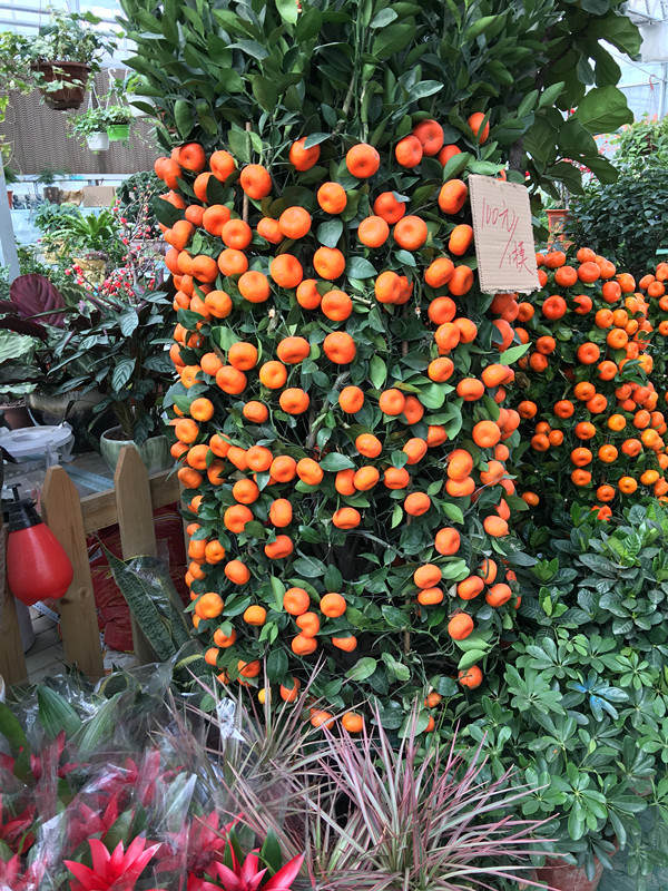 年宵花市探“鲜”记（一）之孤独的花大姐