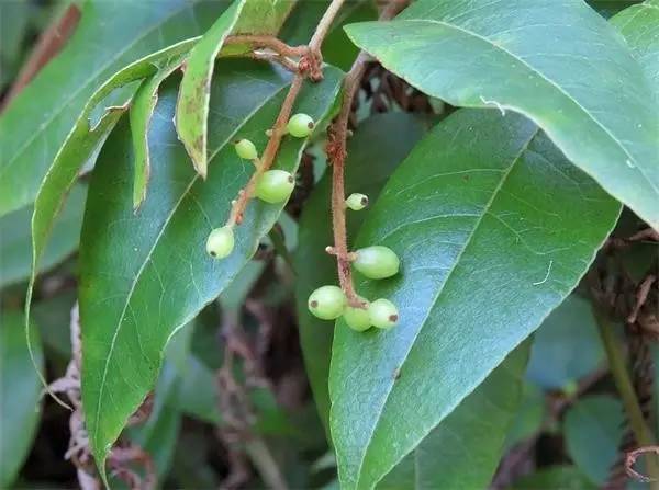 APGIV系统学习笔记分享（四）