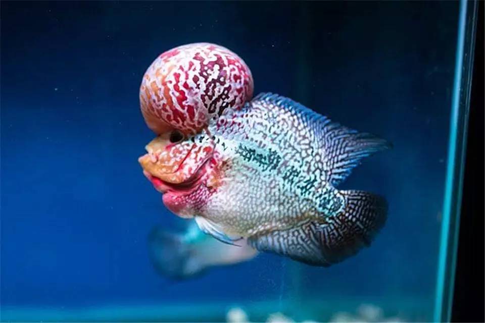 主人，我也想做你的比翼鸟，可以吗？