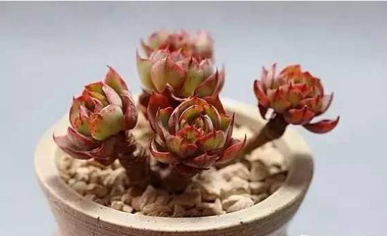 秀肉肉｜多肉老桩的5大形态，每一个我都爱！