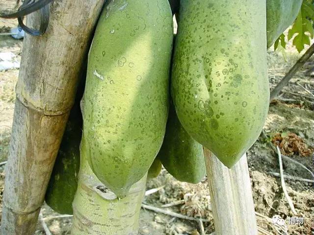 假木瓜可以吃吗,每天一个新鲜熟木瓜吃了好吗