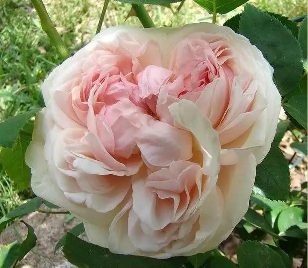 情人节蓝色妖姬好卖吗,情人节蓝色妖姬假花