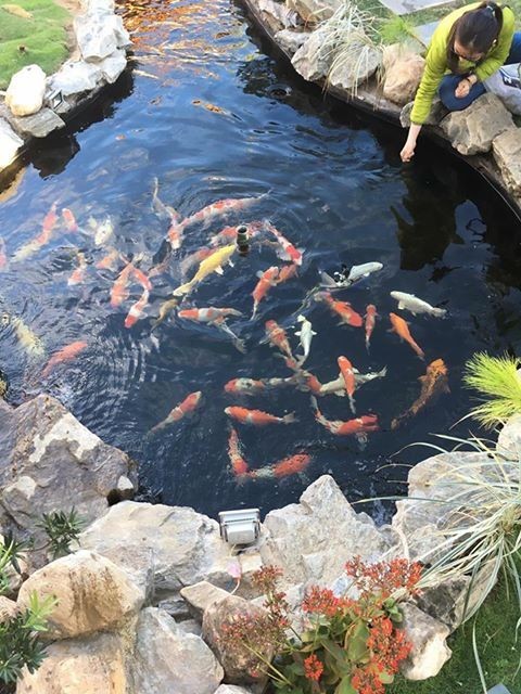 锦鲤疑难杂症,解决锦鲤疾病