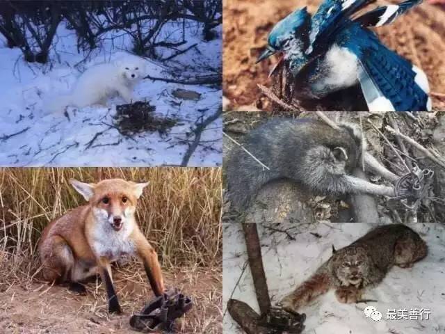 明星加拿大鹅,明星加拿大鹅穿搭