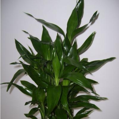 富贵竹里放铁钉,生锈的铁钉放到富贵竹