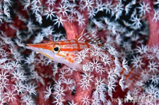 变性、伪装、雌雄同体--谁是微距世界的奇葩?