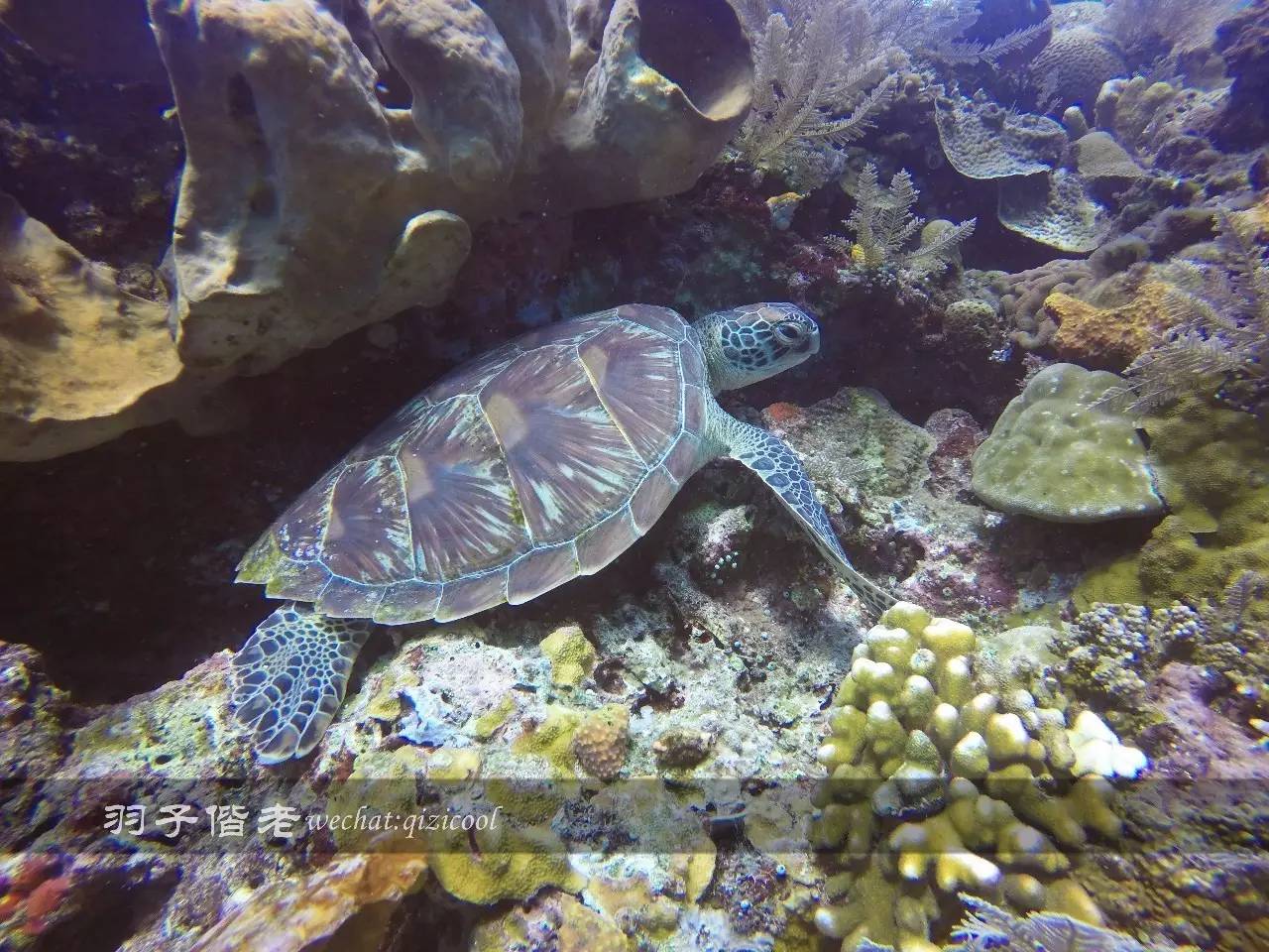 美娜多海岛一日游,印尼美娜多跟团游