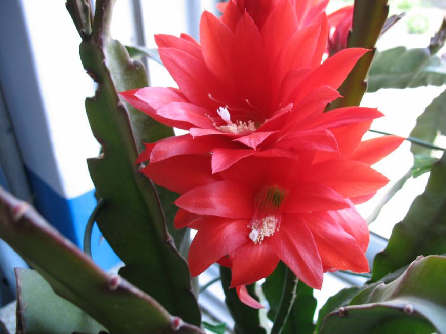 令箭荷花图片大全盆栽,令箭荷花盆栽图片大全