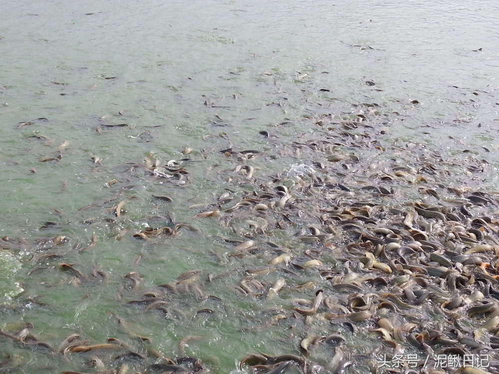 养泥鳅有什么猫腻,泥鳅养殖骗局大揭秘视频