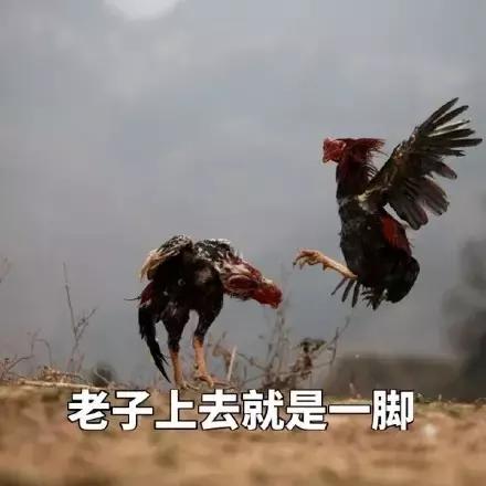 各大牌鸡年限定款,外国人对“鸡”有什么误会?