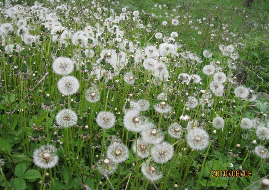农村路边常见的中草药你认识几种,农村常见中草药盘点