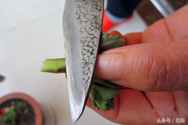 可以用长寿花做砧木嫁接长寿花吗,怎样让一棵长寿花嫁接多种颜色