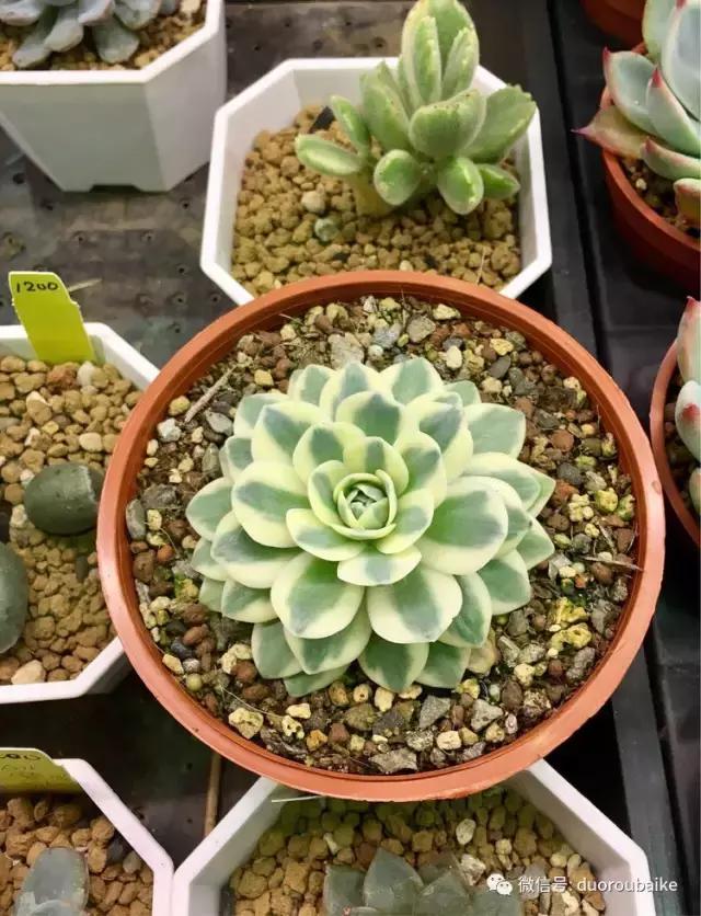 台湾寻肉之旅：小玲带你逛春节的台北花市！