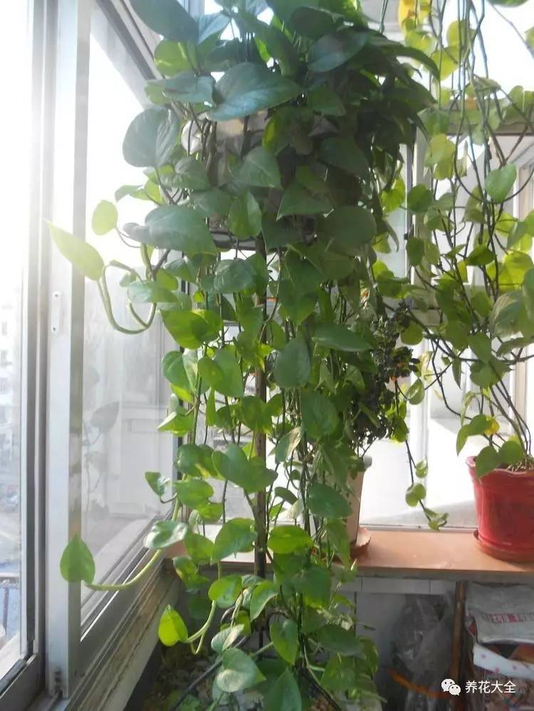 绿萝瀑布吊兰,养花吊兰绿萝