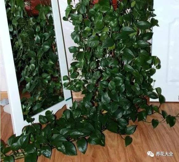 绿萝瀑布吊兰,养花吊兰绿萝