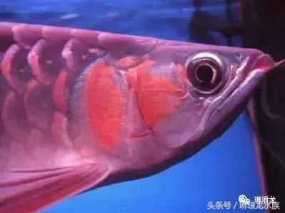 龙鱼眼睛蒙眼病三招搞定,龙鱼眼睛凹陷什么原因