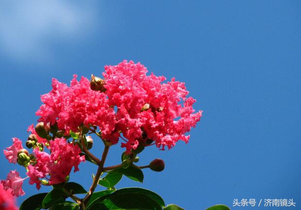 齐鲁青未了,齐鲁情未了视频