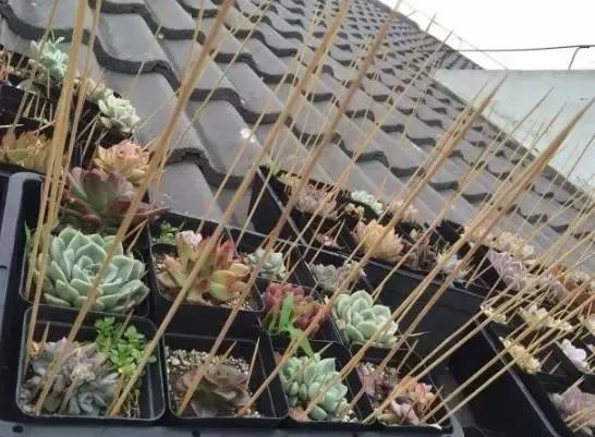 放假了多肉在学校怎么活,放假多肉