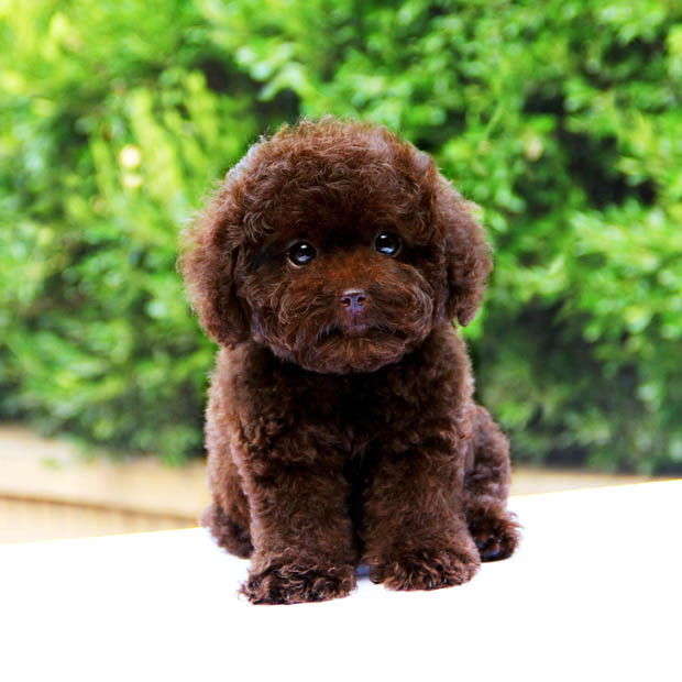 泰迪真的是狗吗,怎么分辨真假黑色泰迪狗狗