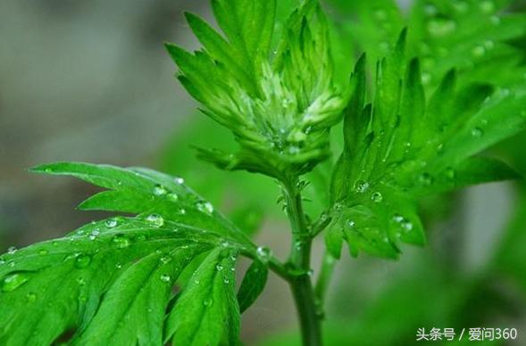 艾叶怎么用治痛经,艾叶对妇科病的作用与功效禁忌