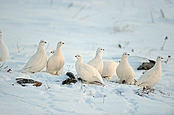 鸡为什么是最富裕的生肖,看似很弱鸡其实很猛的生肖