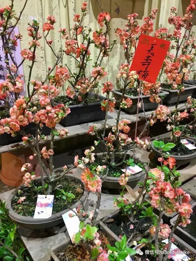 春节花市的鲜花,春节能看花的植物