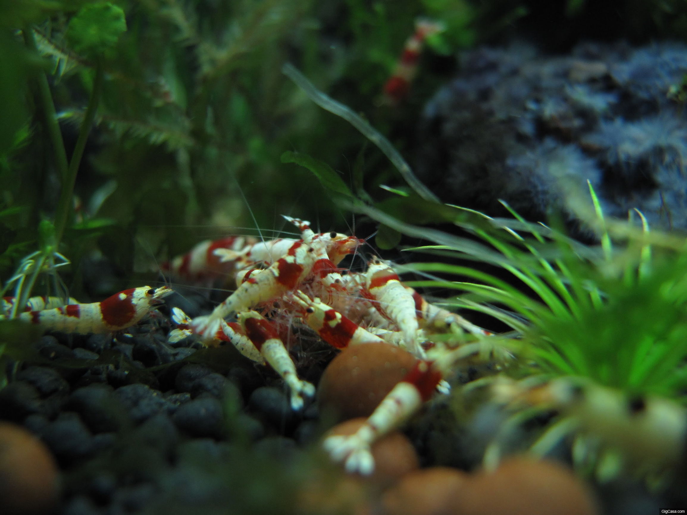 家庭观赏虾品种,家养观赏虾