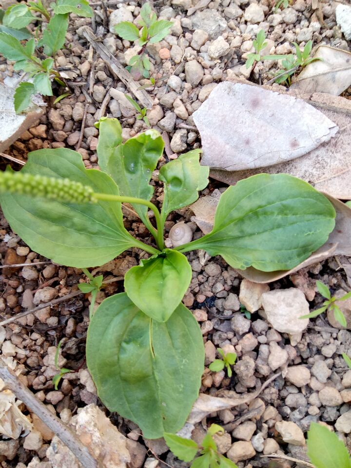农村有一种特殊的野草,农村这种野草嫩叶却是极品野菜