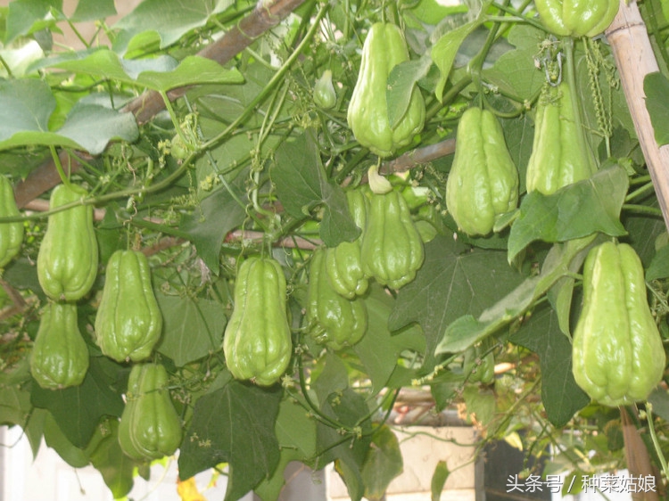 种植佛手瓜五大要点需注意,像手指似的佛手瓜怎么种植