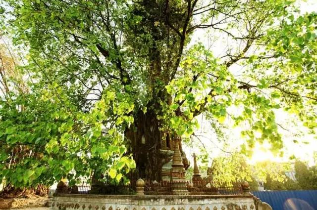 2019春运高铁云南,春节云南自驾5天最佳路线