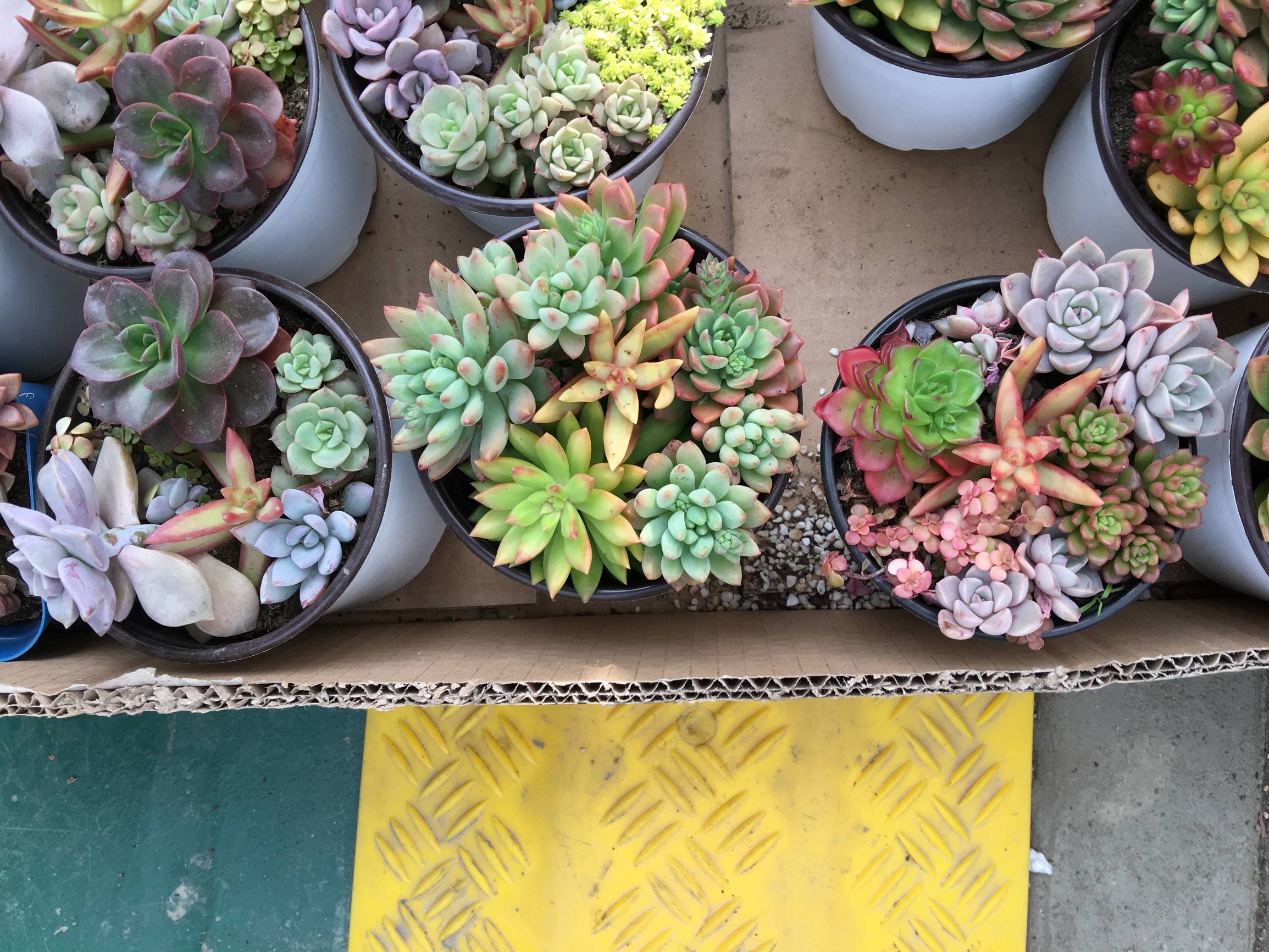 年宵花蝴蝶兰探店,年宵花老桩