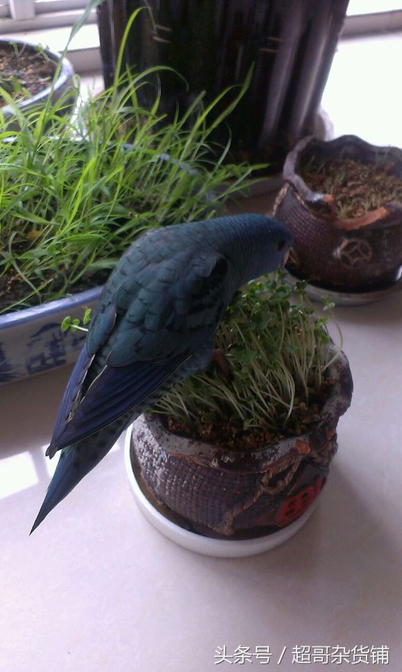 家有爱宠完整视频,家有爱宠2020