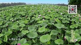 沈阳的未来会发展成什么样,沈阳发展变化