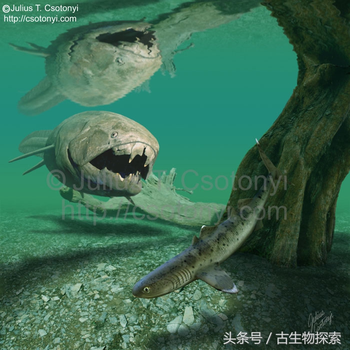 裂口鲨视频,裂口鲨完整视频