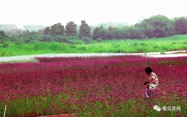 醉美苏州好去处太湖吴中,苏州太湖边哪里最好看攻略