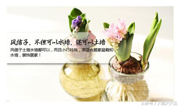 看完这些再决定要不要养猫吧,学会这几招还怕风信子养不活