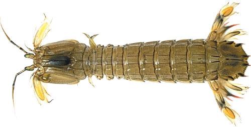 皮皮虾为什么要叫皮皮虾,皮皮虾是一个什么样的存在