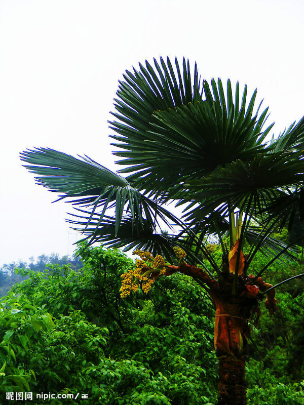 农村路边常见的中草药你认识几种,农村常见中草药盘点