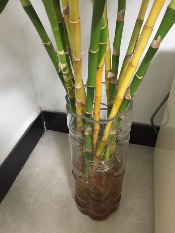 花友家的富贵竹连茎都养黄了，该怎么办？