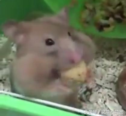 仓鼠吃得特别胖两颊塞满食物,小仓鼠有没有吃多被撑死的
