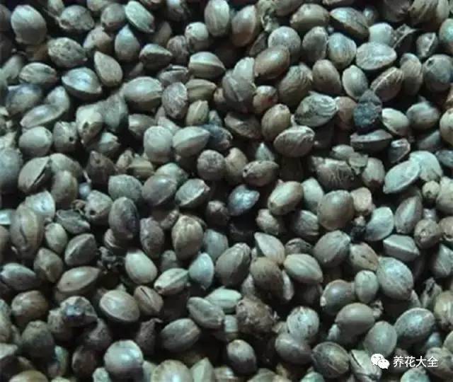 绿萝瀑布吊兰,养花吊兰绿萝