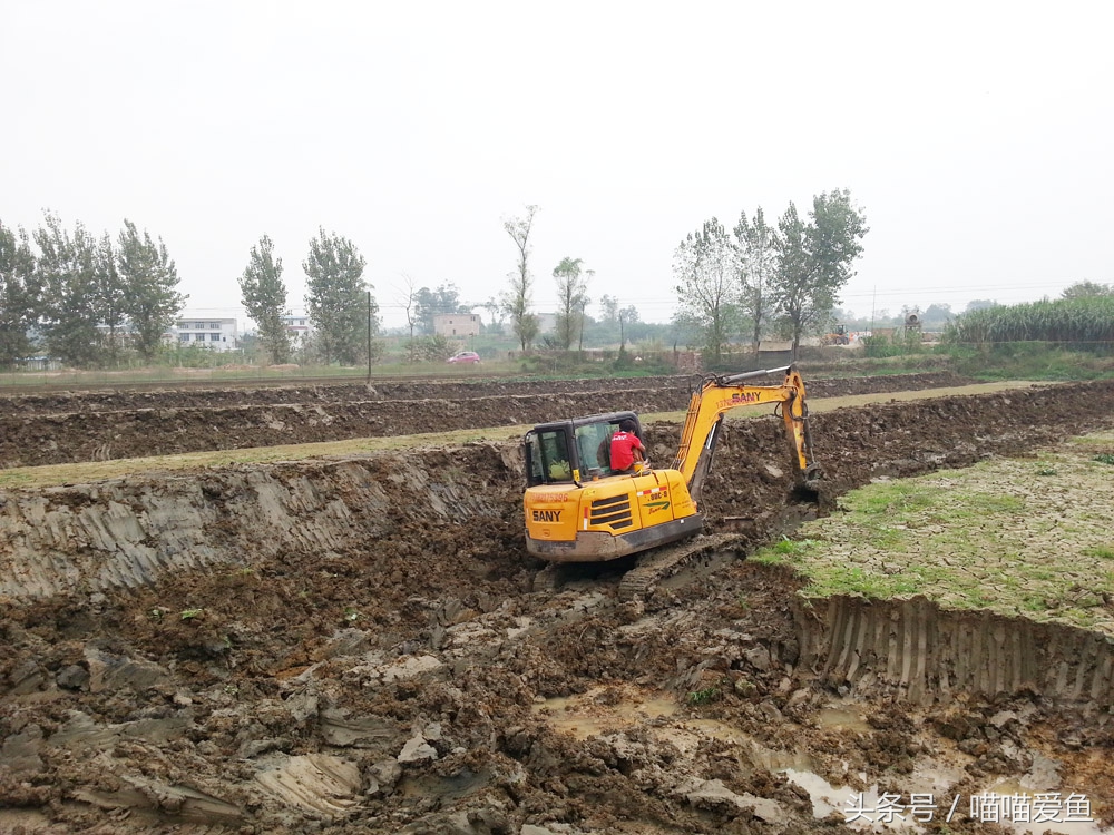 泥鳅养殖技术难点问题,泥鳅养殖技术学习