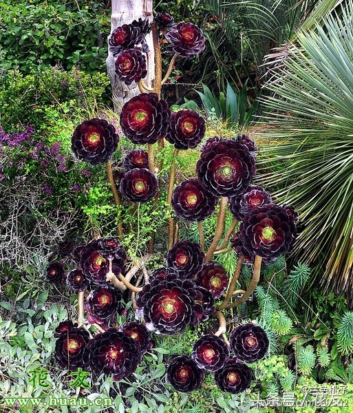 多肉黑法师养护方法,多肉黑法师的养护