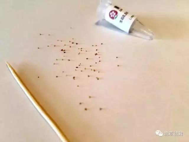 网购多肉种子,怎么判断多肉种子的真假