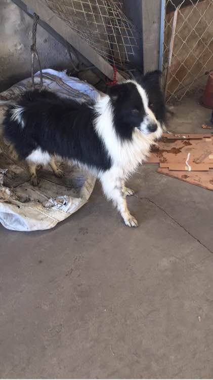 边牧被狗贩子偷走会卖到哪里,边牧被卖狗贩子