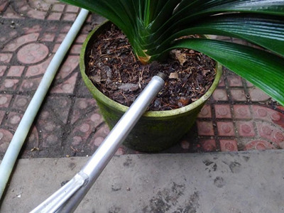 君子兰养护开花的5个诀窍,君子兰多开花做好5件事