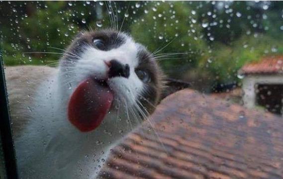 如果你家宠物靠近玻璃会怎么样？特别是哈士奇~