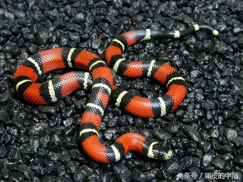 被蛇咬伤后怎么判断有毒性,被蛇咬伤后如何判断是否毒蛇